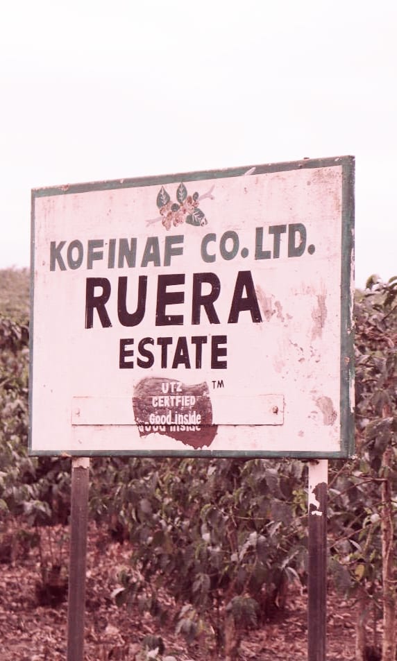 Ruera